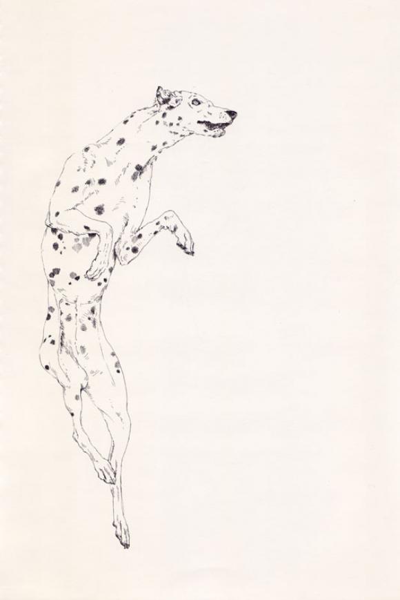 Dalmation © Lauren Nassef