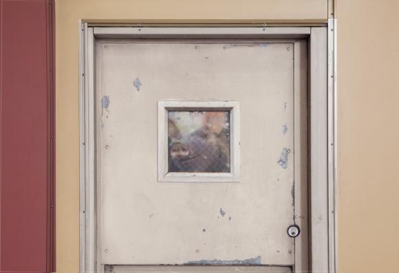 Dan Witz, Empty the Cages 4, Foto: PETA