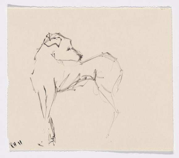 Rachel Howard, Dog, Drawing, Foto © isinner