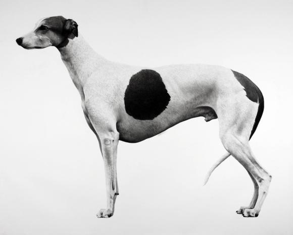 Dog © Jonathan Delafield Cook