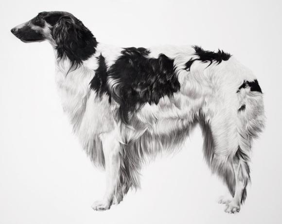 Dog © Jonathan Delafield Cook