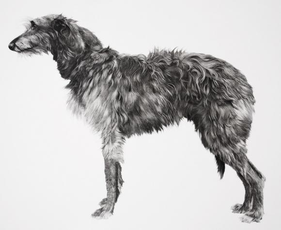 Dog © Jonathan Delafield Cook