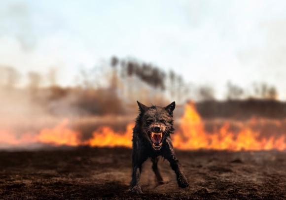 Dog Days Bite Back, 2023 © Oliver Ressler