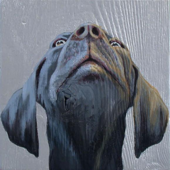 Dog Looking Up, 2004 © Jane O'Hara