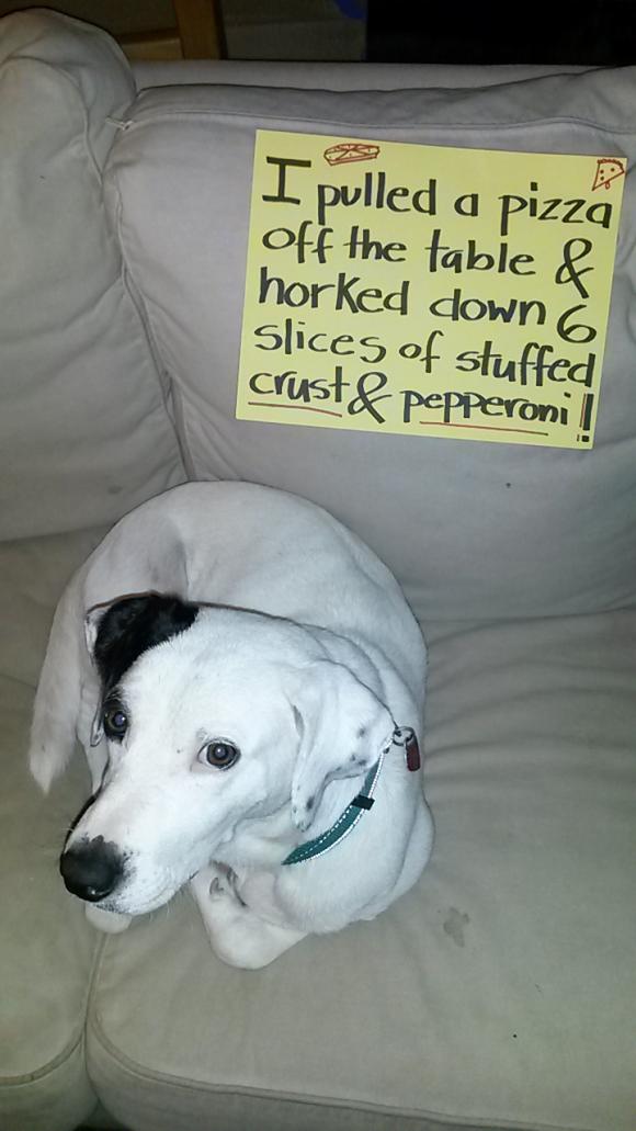 dog shaming