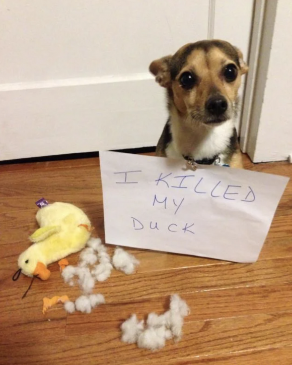 dog shaming