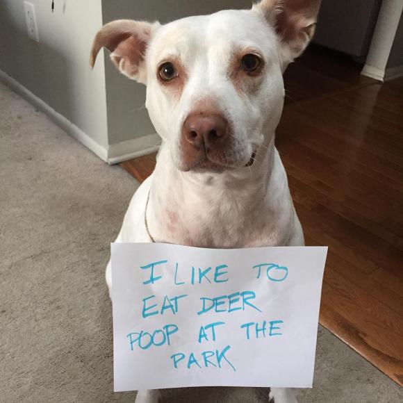 dog shaming