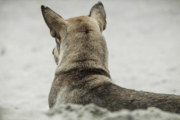 Dogs Road Movie © Corinne Rozotte