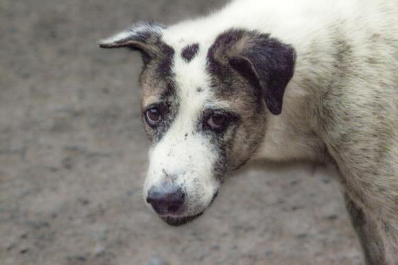 Dogs Road Movie © Corinne Rozotte