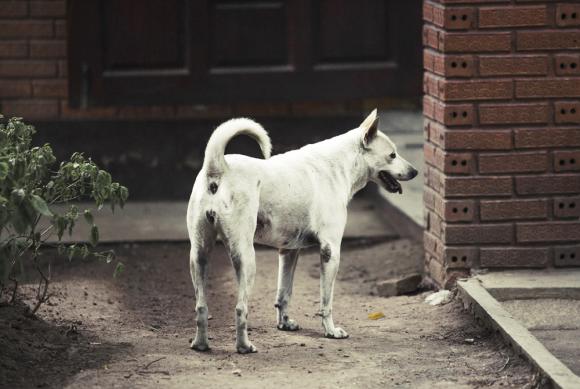 Dogs Road Movie © Corinne Rozotte