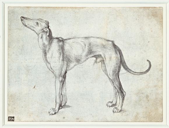 Albrecht Dürer,  A greyhound, um 1500, Royal Collection Trust