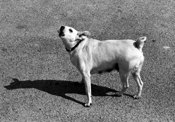 Elliott Erwitt, France, Honfleur, 1968