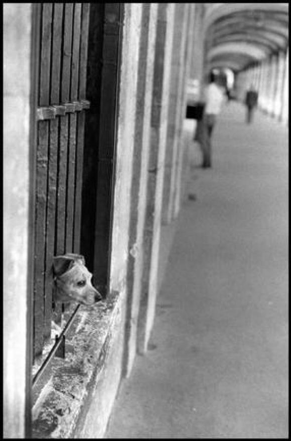 Elliott Erwitt, France, Paris, 1966