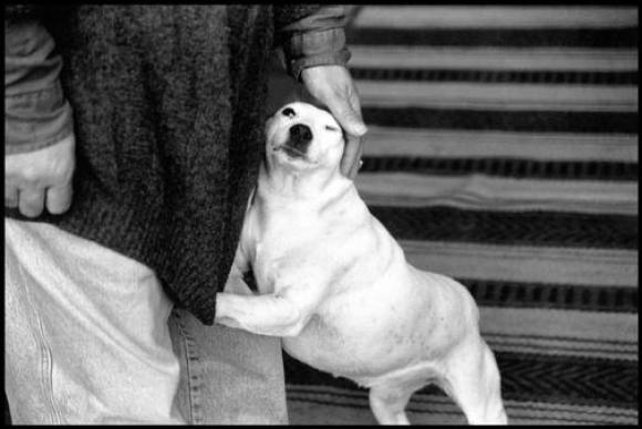 Elliott Erwitt, Ireland, 1995