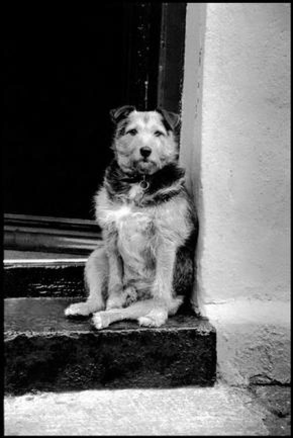 Elliott Erwitt, Ireland, Cloyne, 1991