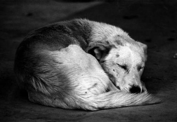 Elliott Erwitt, Morocco, 1973