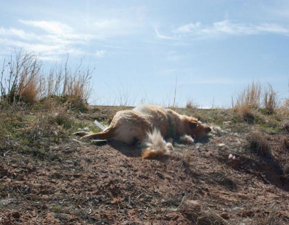 More Dogs than Bones © Emma Kisiel