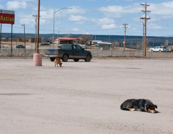 More Dogs than Bones © Emma Kisiel