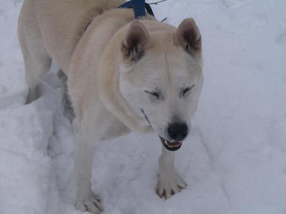 Roccos erster Winterspaziergang