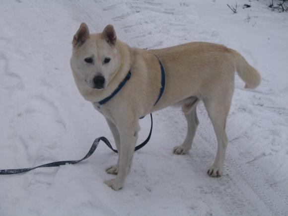 Roccos erster Winterspaziergang