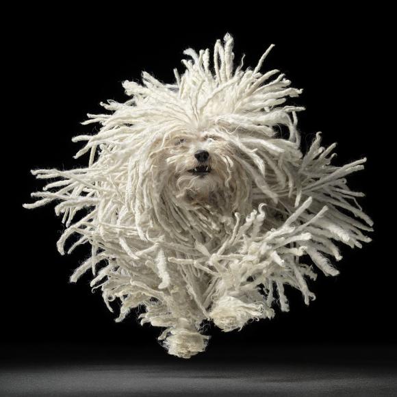 Flying Mop © Tim Flach