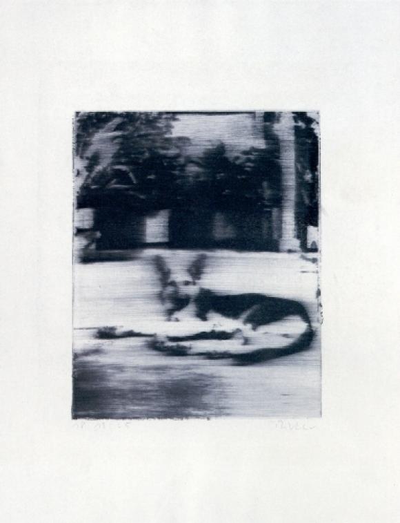 Gerhard Richter, Hund, 1965, Siebdruck