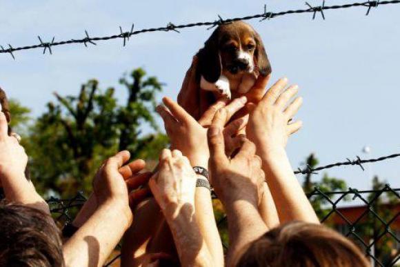 Ein Beagle-Welpe auf den Weg in die Freiheit