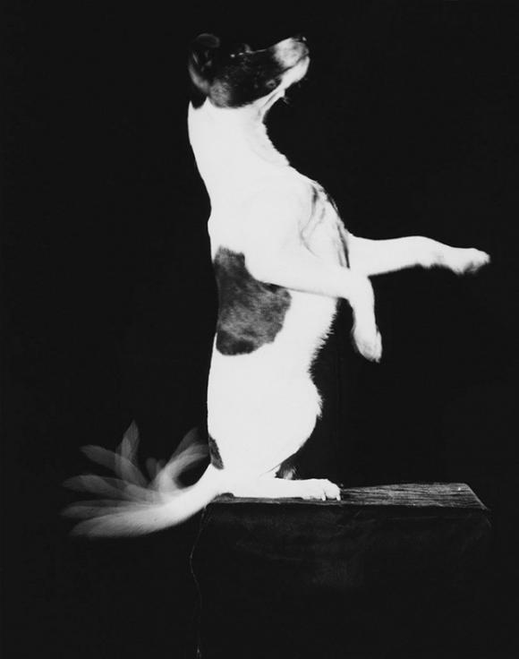 Harold Edgerton, Jackie Wags His Tail, 1948 