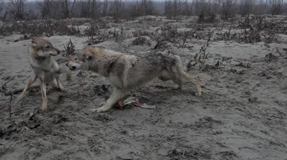 Homo Homini Lupus, 2011, Video Still © Filippo Berta