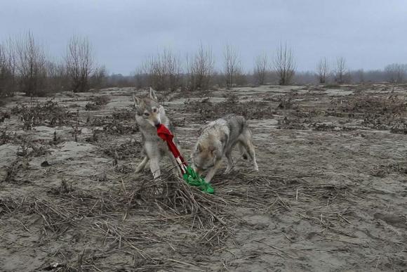 Homo Homini Lupus, 2011, Video Still © Filippo Berta