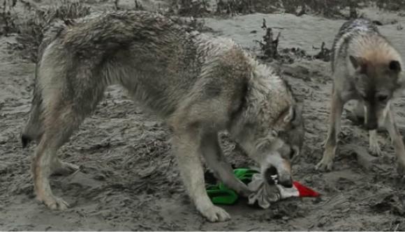 Homo Homini Lupus, 2011, Video Still © Filippo Berta