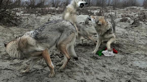 Homo Homini Lupus, 2011, Video Still © Filippo Berta