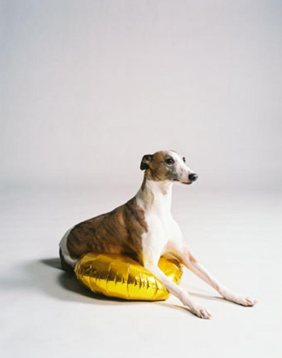 Nadin Maria Rüfenacht, Hund mit goldenem Ballon, 2009