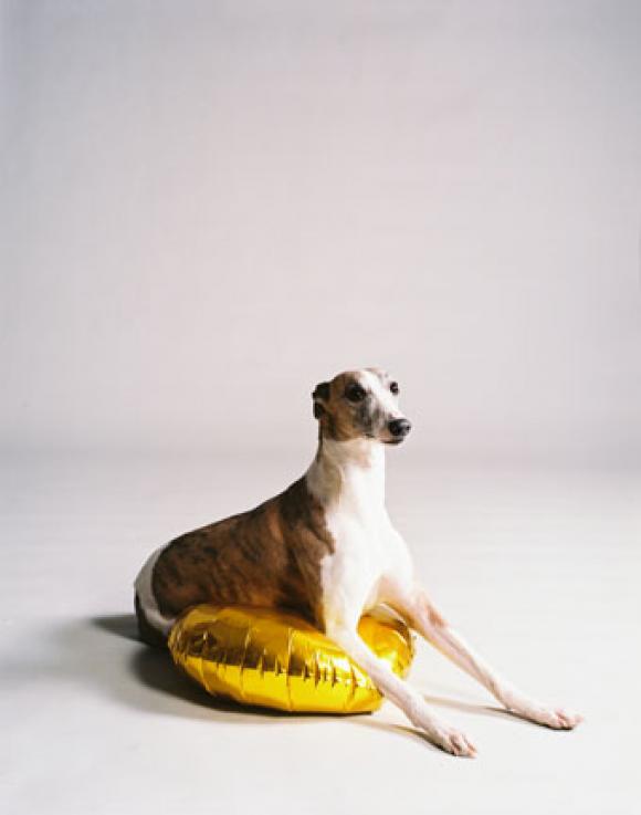 Nadin Maria Rüfenacht, Hund mit goldenem Ballon, 2009