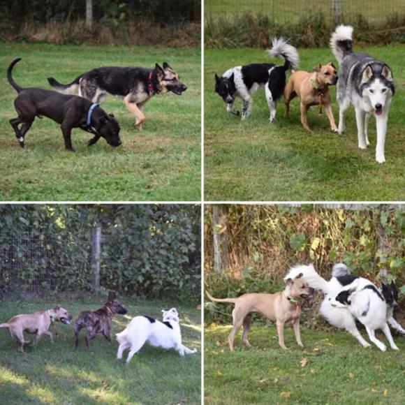 Hunde des Tierasyls © René J Marquez