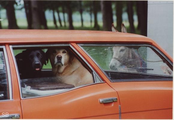 People and Dogs © Shirley Baker