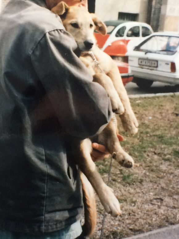 Lucy als Welpe, 1996, Foto: Petra Hartl