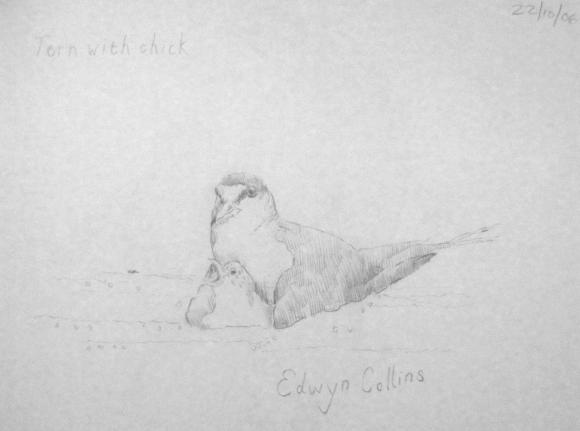Edwyn Collins: Some British Birds