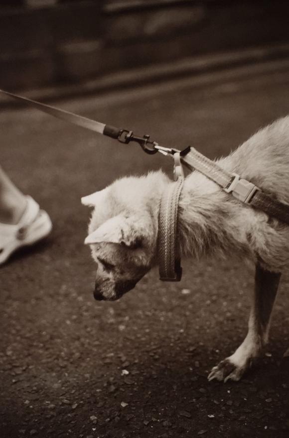 Akihiro Furuta, Son & Olddog