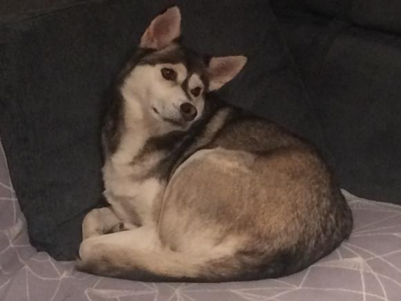 Hedy beim Hören der Huskygesänge, Foto © Petra Hartl