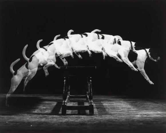 Harold Edgerton, Jackie Jumps a Bench, 1938 © 2015 Estate of Harold Edgerton