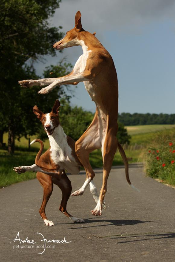 Jumping © Anke Jurrack