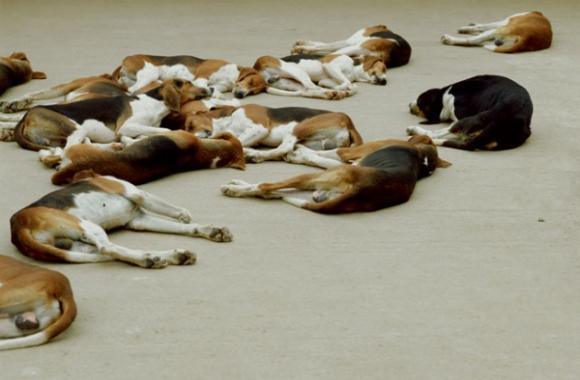 Karen Knorr, Dead Game