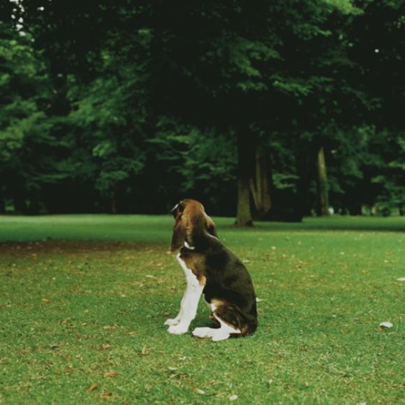 Karen Knorr, King of the Forest