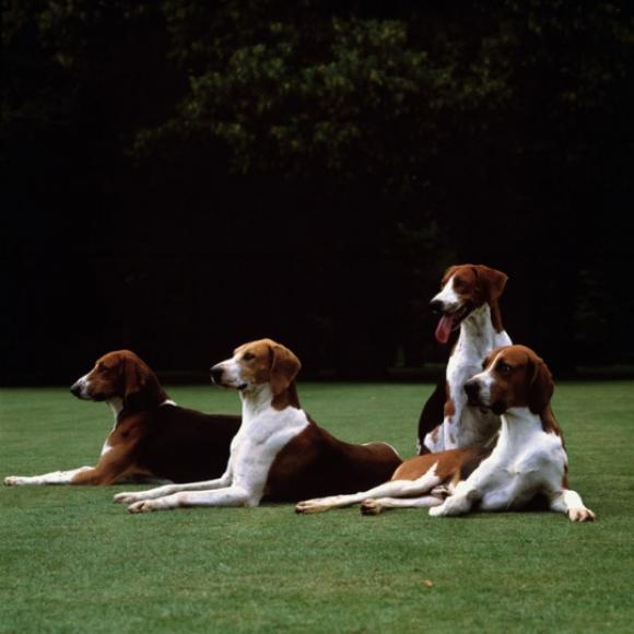 Karen Knorr, Vibrayes Dogs