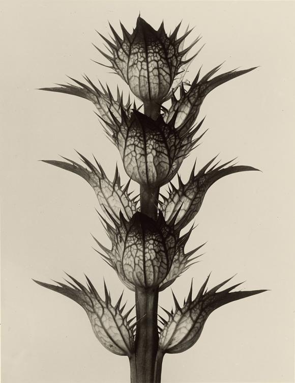 Karl Blossfeldt, Acanthus mollis, 1928