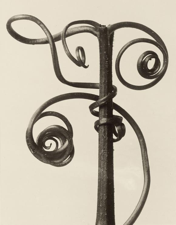 Karl Blossfeldt, Cucurbita, 1928