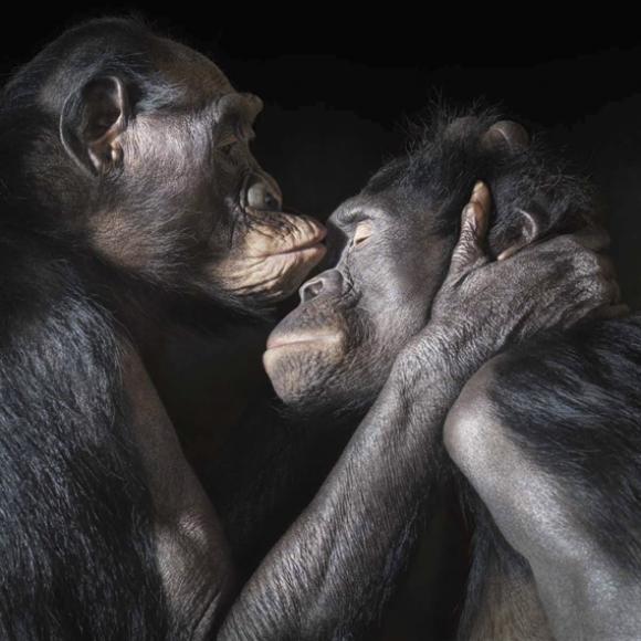 Kiss © Tim Flach