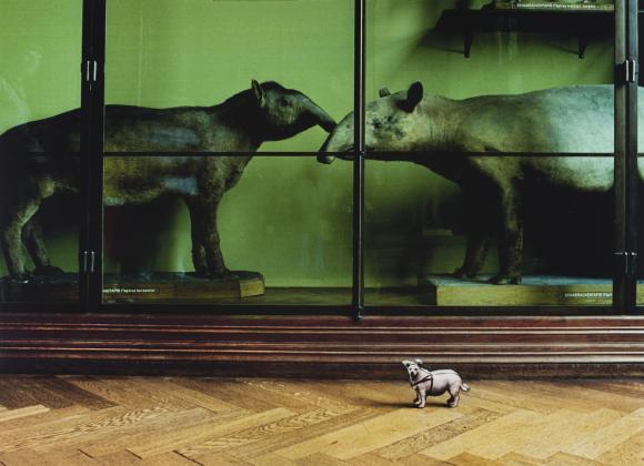 Peter Dressler, Mit großem Interesse, Naturhistorisches Museum 1989 © Fotohof Ar