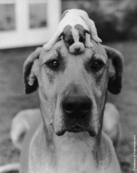 © Kurt Hutton/Getty Images